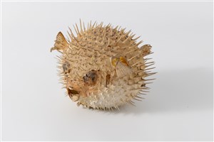 Image description is not available for 2023.2.3